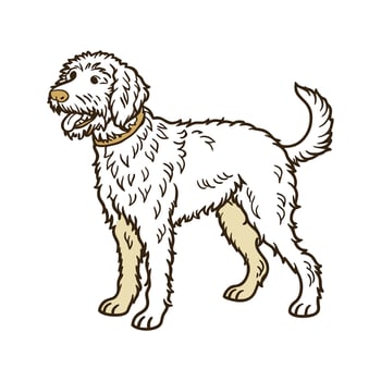 Playful Lagotto Romagnolo on White vector
