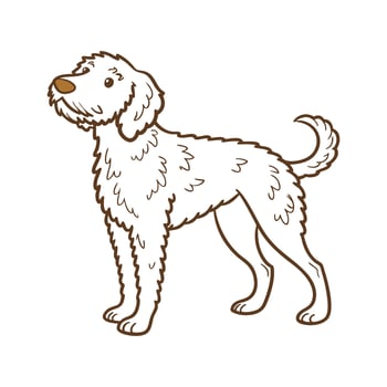 Lagotto Romagnolo on a White Background vector