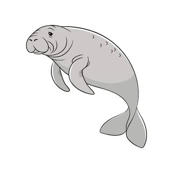 Manatee in Natural Habitat vector