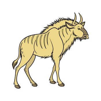 Niassa Wildebeest CloseUp vector