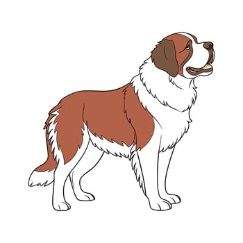 St. Bernard Dog on White Background vector
