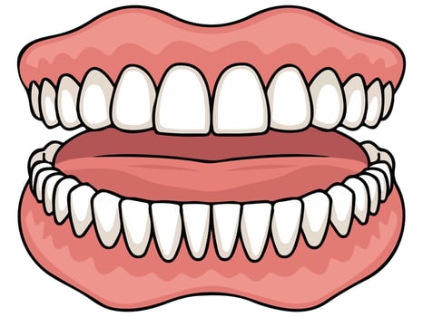 Jaw with teeth icon vector