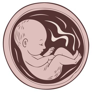 Fetal growth stages vector