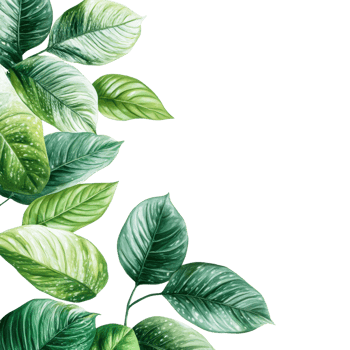 Decorative tropical leaves with a transparent background png