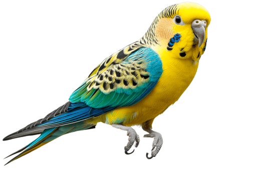Colorful budgie perched on a branch with vibrant feathers png