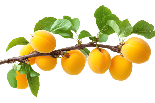 Fresh apricots hanging on a branch with green leaves png