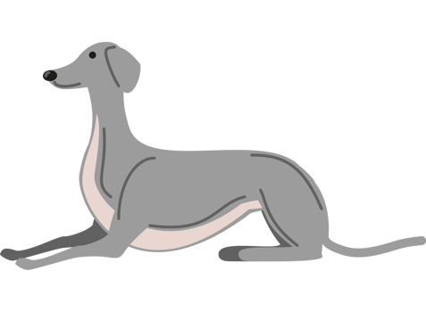 greyhound dog pet animal icon png