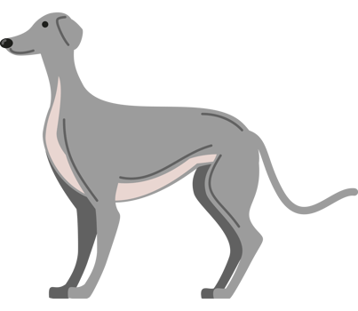 greyhound dog side view png
