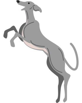 greyhound dog jumping png