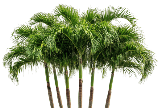 Lush green palm trees with a transparent background png