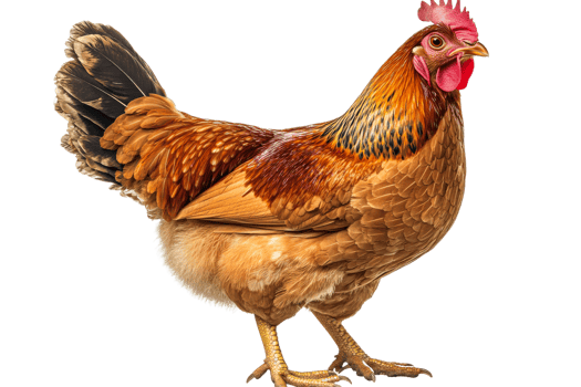 Chicken standing with feathers on a transparent background png