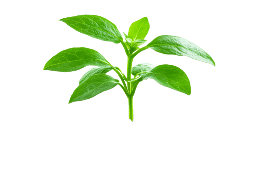 Fresh green basil on a transparent background png