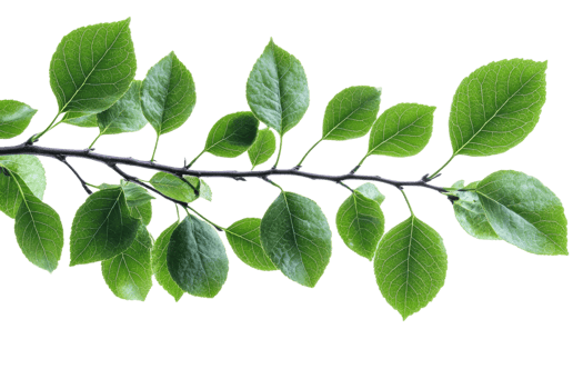 Green leaves branch with a transparent background png