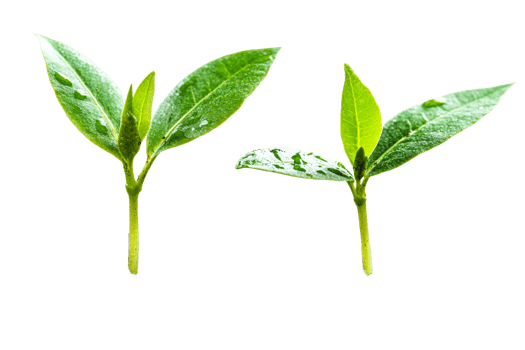 Green leaves with water droplets on clear backdrop png