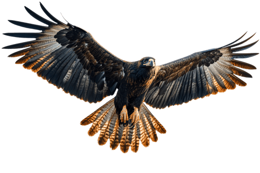 Majestic golden eagle soaring in clear skies png