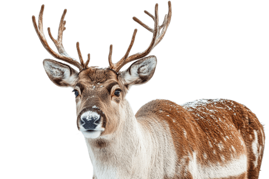 Majestic deer with antlers in snowy environment png
