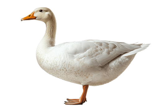 White duck standing elegantly with a natural pose png