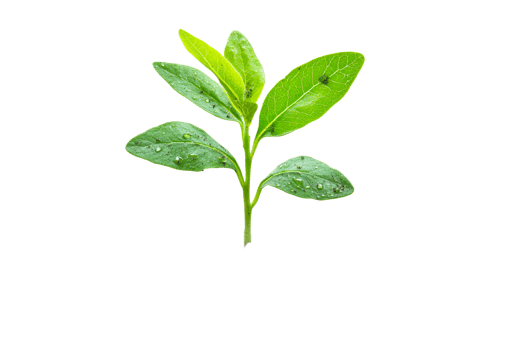 Fresh green leaves with droplets in natural light png