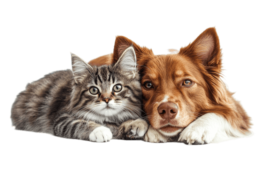 Dog and cat relaxing together on a soft surface png