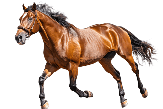 Brown horse in motion on transparent background png