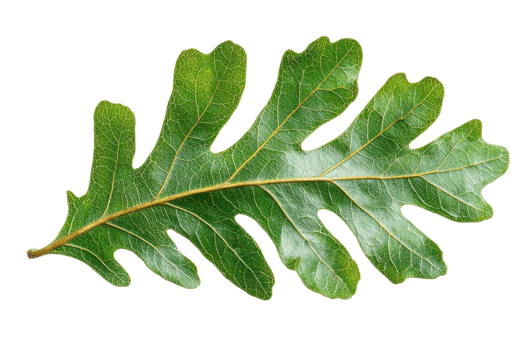 Green oak leaf on transparent background png