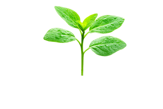 Vibrant green plant on transparent background png