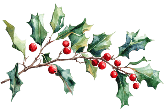 Holly branch with bright red berries and green leaves png