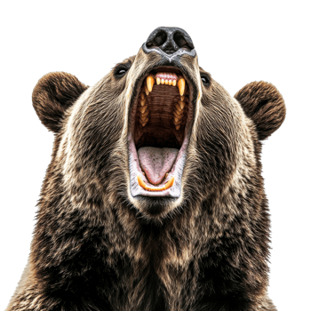 Aggressive grizzly bear roaring open mouth, dangerous teeth, isolated, cut out transparent png