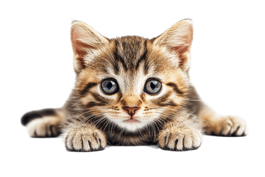 Adorable tabby kitten with striking blue eyes poses playfully, cut out transparent png