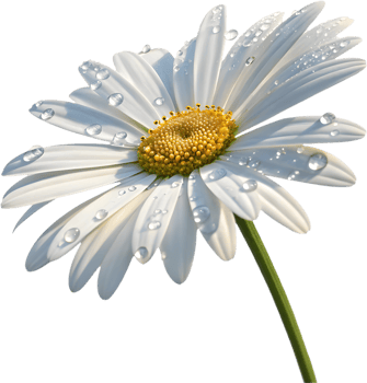 Soft Daisy flower clipart with pure white petals and bright center. . png