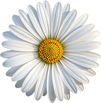 Realistic Daisy flower design for digital artwork and prints. . png