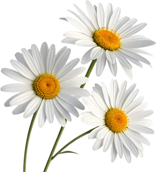Natural Daisy flower clipart with clean lines and soft petals. . png