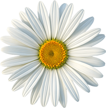 Creative Daisy flower clipart perfect for spring design. . png