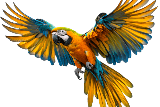 Colorful macaw in flight, a vibrant parrot with outstretched wings, cut out transparent png