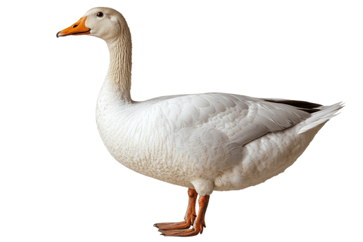 Elegant White Goose Standing Profile Isolated, cut out transparent png