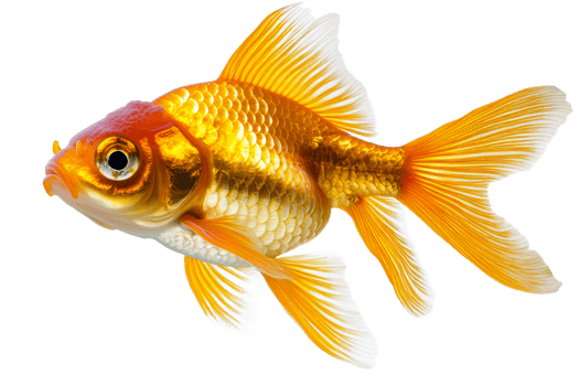 Golden fish, detailed scales, flowing fins isolated , cut out transparent png