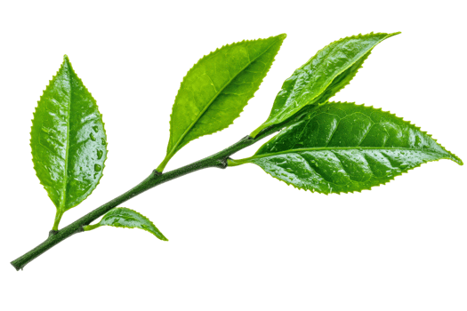 Fresh green tea leaves branch, natural tea growth, cut out transparent png