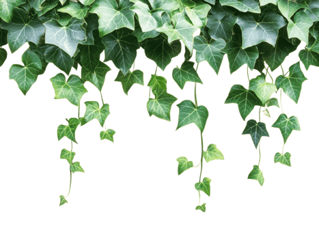 Ivy garland, vine plant, foliage leaves, isolated background, cut out transparent png