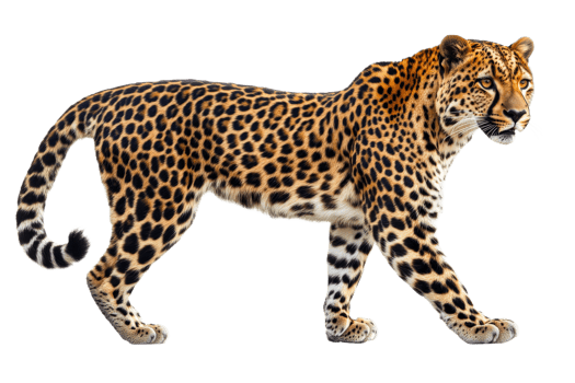 Majestic leopard with distinctive spots and black tail, cut out transparent png