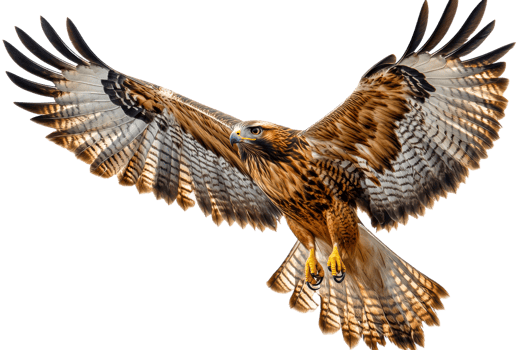 Flying golden eagle with spread wings, predator bird , cut out transparent png