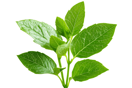 Vibrant green plant leaves, foliage on a black background, cut out transparent png