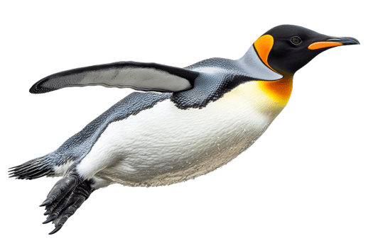 King penguin gracefully glides, outstretched wing, smooth black background, cut out transparent png