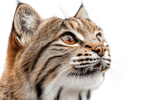 Focused bobcat face with striped fur, intense gaze, alert expression, cut out transparent png