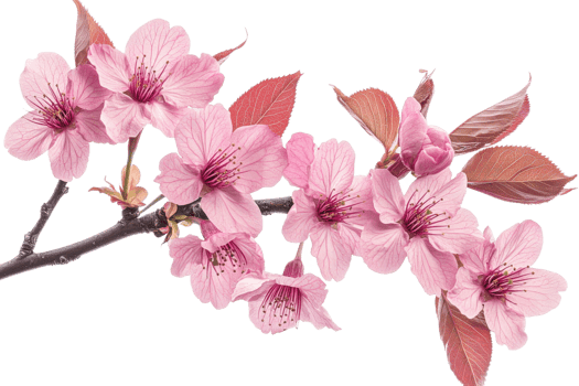 Branch with delicate pink flowers and leaves, cut out transparent png