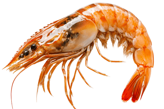 Cooked shrimp, delectable seafood delicacy, vibrant orange, cut out transparent png