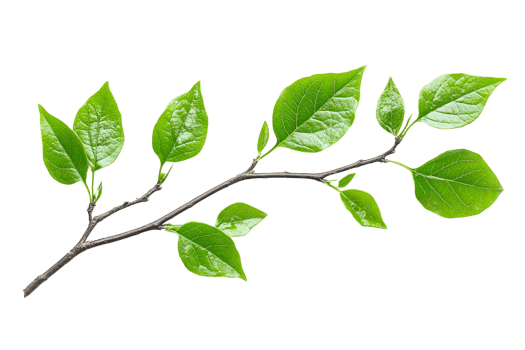 Fresh green leaves on branch, isolated freshness concept, cut out transparent png