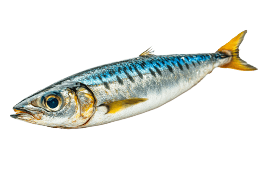 Fresh mackerel fish with iridescent skin, golden fins, cut out transparent png