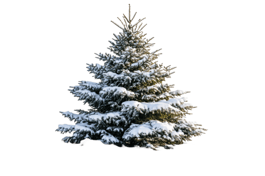 Snow-covered fir tree against black background, winter forest, cut out transparent png