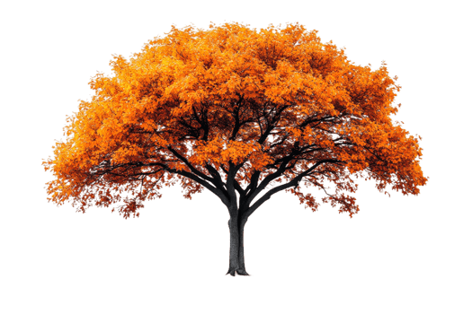 Tree in autumn colors, isolated, forest, foliage, cut out transparent png