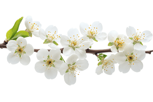 Delicate White Blossoms on Branch, Springtime Elegance, isolated, cut out transparent png